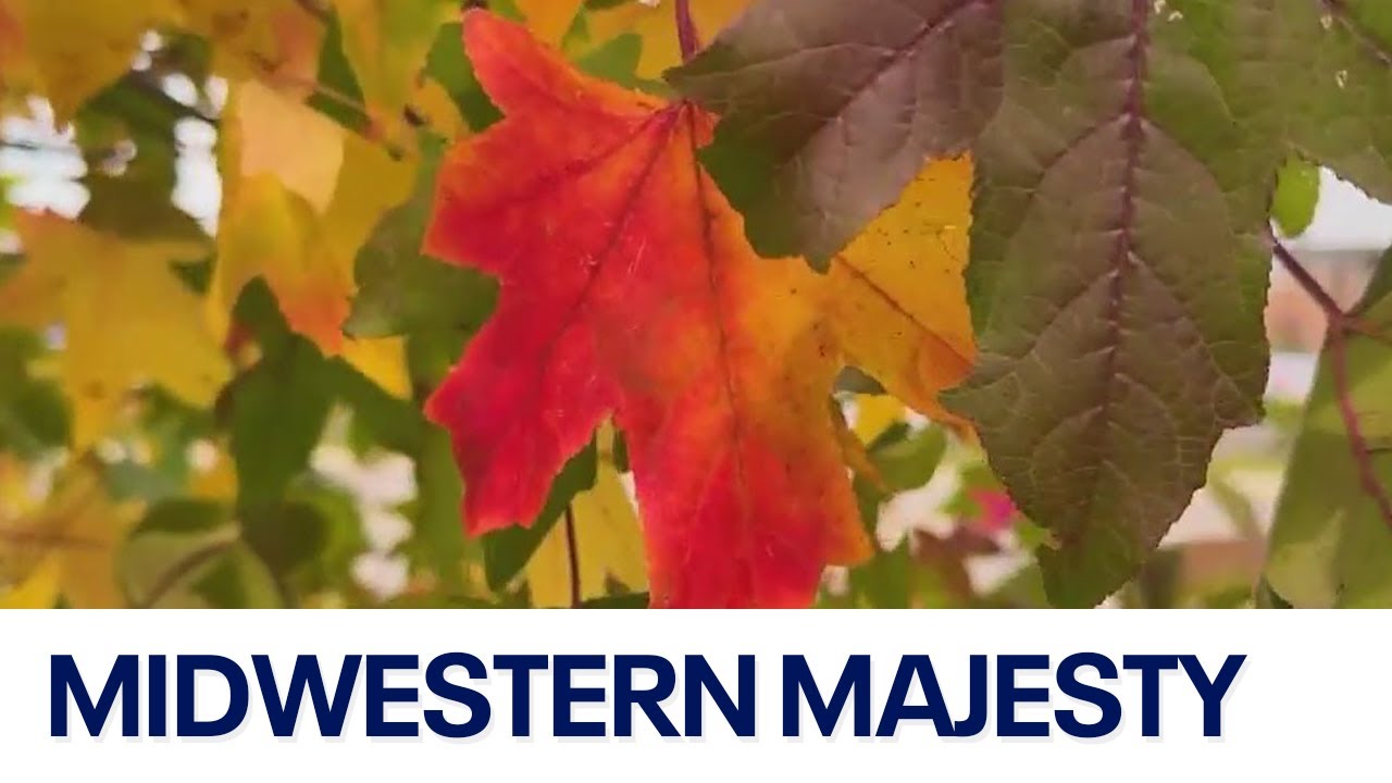 Why the Midwest's fall colors are undefeated