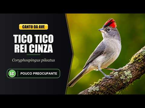 Pinka sivá (Coryphospingus pileatus) — starostlivosť, voliéra a kŕmenie