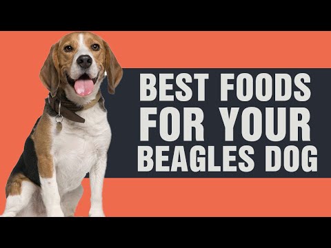 5 Best Dog Foods for Beagles - Pup Items