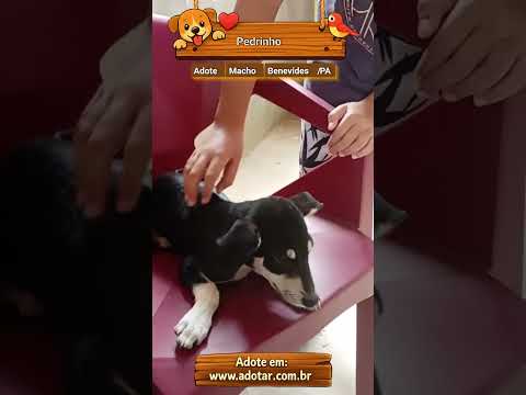 Vídeo de Pedrinho 