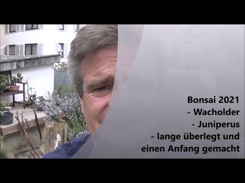 Bonsai 2021-37 - Wacholder - Juniperus - lange überlegt und einen Anfang gemacht