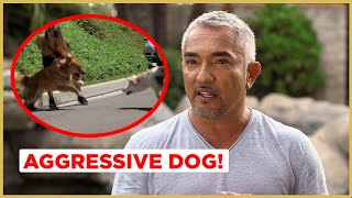 Can I help this AGGRESSIVE Dog ? (Cesar911 Shorts)