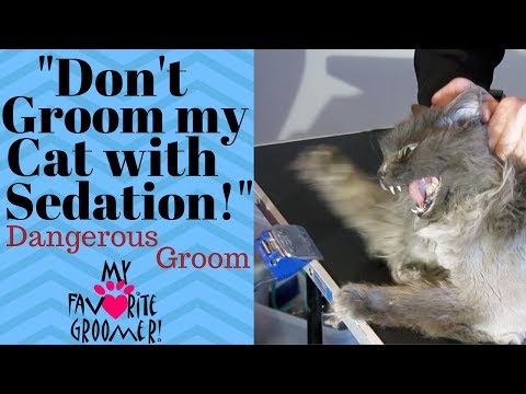 How to groom my old mean matted cat