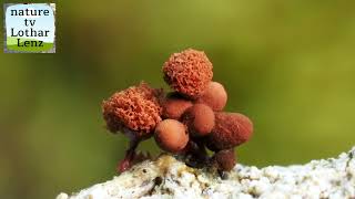 Myxomyceten Fruchtkörper time lapse