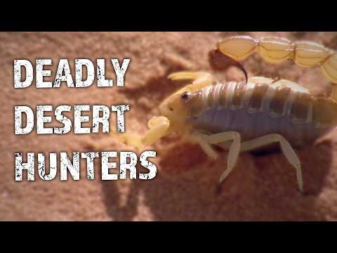 Deadly Desert Hunters! | Scorpions, Snakes & Spiders | Wildlife Documentary