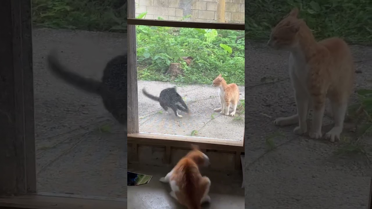 Cat battle in the morning. #cat #animal