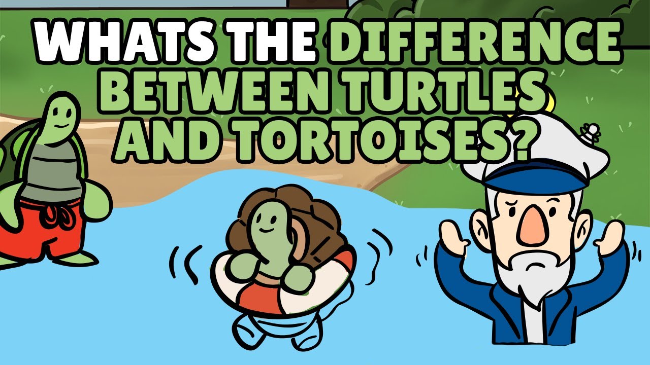 What is the Difference Between Turtles and Tortoises? | Best Learning Videos For Kids