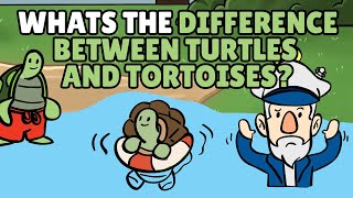 What is the Difference Between Turtles and Tortoises? | Best Learning 