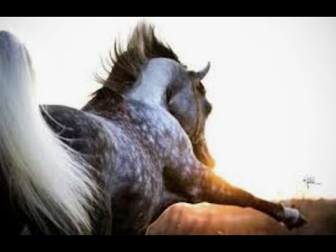 Dancing on the Moon - Equestrian Music Video || I don't own this song or footage:)