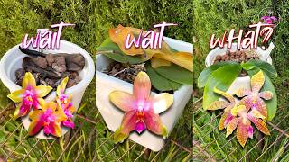 Goodbye, My Orchids 🥹 A Difficult Day on the Patio | Orchid Fails &amp; A Miracle! #ninjaorchids