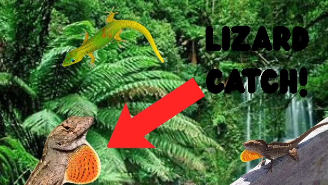 Catching Lizards in Hawaii - How Many Will I Find?