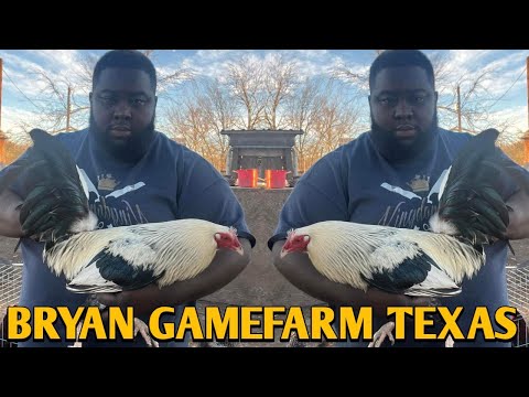 Pure Joe Goode Grey Madigan Claret Kelso - BRYAN FARM - TEXAS