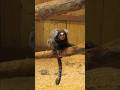 This Marmoset Monkey Is So Cute!