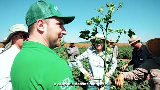 Rodada Técnica de Algodão - Matupá MT