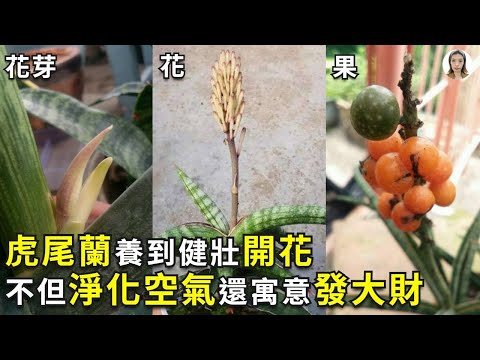 石筆虎尾蘭開花