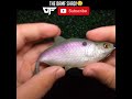 How To Rig The BAMF Shad By 13 Fishing