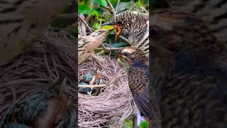Download lagu BUTUNG KEDASIH SUARA MISTIS..‼️BURUNG LICIK part1 mp3 Download lagu BUTUNG KEDASIH SUARA MISTIS..‼️BURUNG LICIK part1 mp3