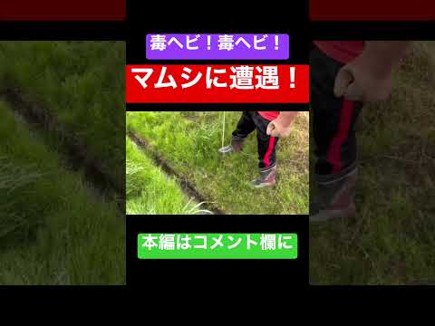 エラフェ ロンギッシマ