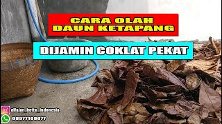 Download lagu CARA MENGOLAH DAUN KETAPANG DI JAMIN COKLAT PEKAT mp3