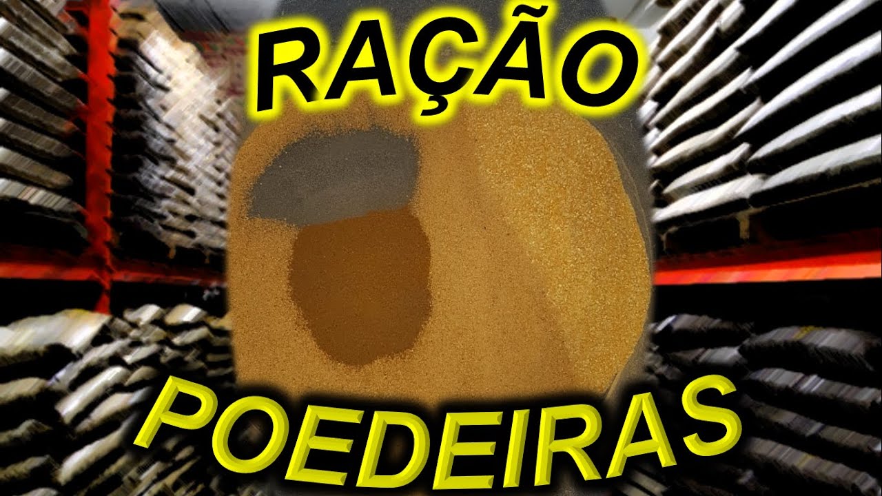 RAÇÃO p/ POEDEIRAS: COMPRAR PRONTA ou FAZÊ-LA?