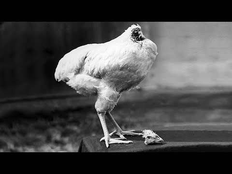 Mike The Headless Chicken Youtube