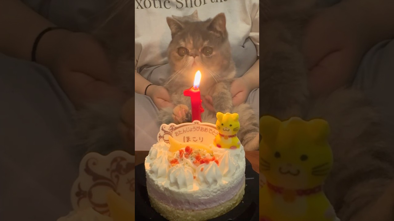 ほこり1歳のお誕生日おめでとう🎂