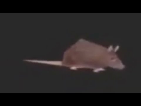 Little Dark Age - Horizontally Spinning Rat