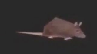 Cover art for Rat Lore