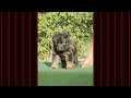 German Shepherd dogs for sale: German Shepherd red collar - Video 1