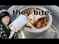 UNBOXING the WEIRDEST PET BUGS you'll ever see!.. The Jerusalem Cricket