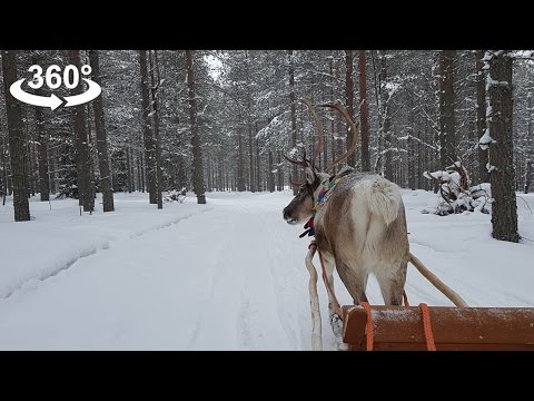 Reindeer Sleigh Rides in Santa Claus Village, VR 360 video