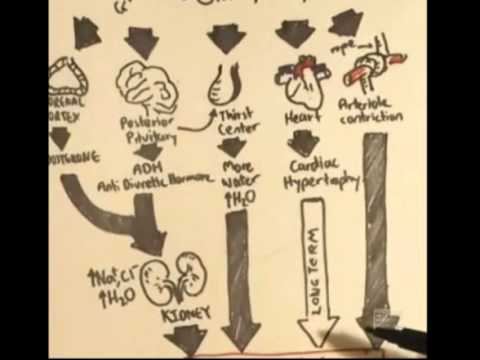 Renin-Angiotensin-Aldosterone System Overview