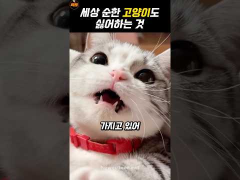귀여움 한도초과 냐옹이 근황