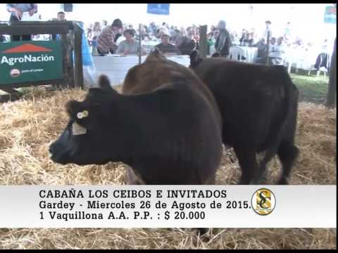 26-08-15 Venta de Vaquillonas P.P. - Cabaña Los Ceibos - Gardey.