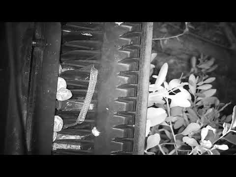 Djuma: Snake skin on top of light below the cam - 03:28 - 10/25/21