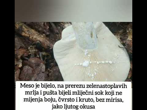 Paprena mliječnica ( Lactarius piperatus), bijela gljiva