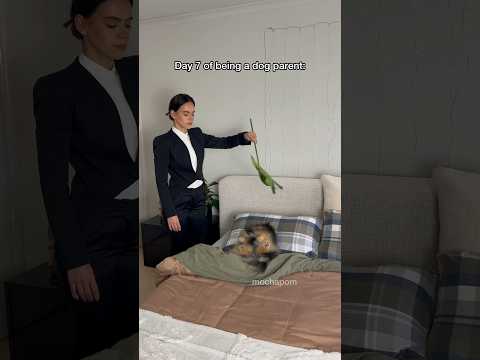 Things escalated quickly after becoming a dog parent 😂 part II #pomeranian #dog