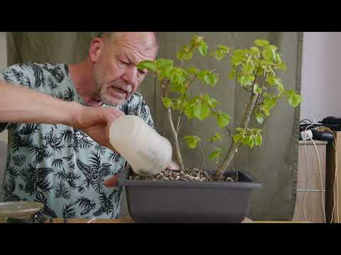 Eine kleinblättrige Linde