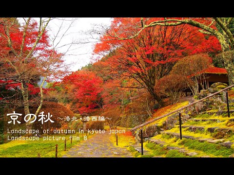[Paisaje curativo ⑧] Paisaje de otoño en Kioto, Japón (área de Rakuhoku/área de Rakusai)