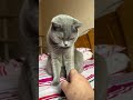 😱🤣TRYING TO COPY POPULAR VIDEO: CAT AND JACKKNIFE😱