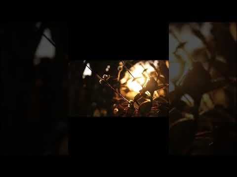 beautiful and relexing music