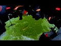 Video Thumbnail for Thin Ice Walleyes