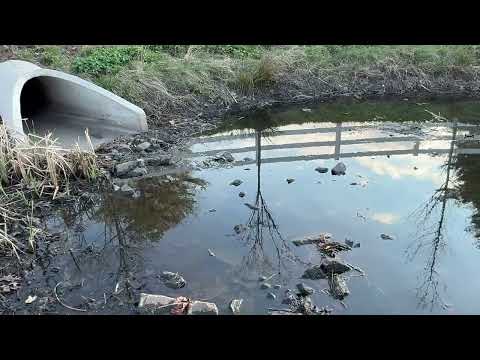 Detention Basin a Breeding Ground for Mosquitoes in Manalapan, NJ