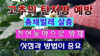 [텃밭농부 1,529]  천연농약으로 고추의 탄저병을 예방하고, 총채벌레를 살충하는 방법 #고추재배 #총채벌…