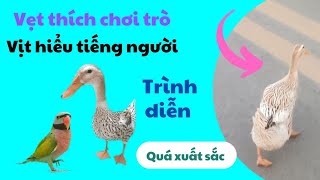 494🦜Rose-breasted parrot plays funny games, duck understands human language very well