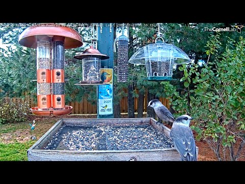 Canada Jays visit Ontario feeder                15 59 09 11 1 21