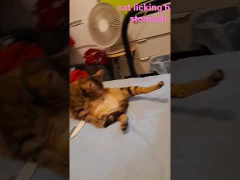 cute cat lovely cat licking her stomach