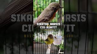 Download lagu BURUNG KECIL BERSUARA MERDU SIKATAN NARSIS VS CIU KUNYIT GACOR #edwinmasterkicau mp3
