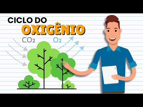 Summary of the OXYGEN CYCLE