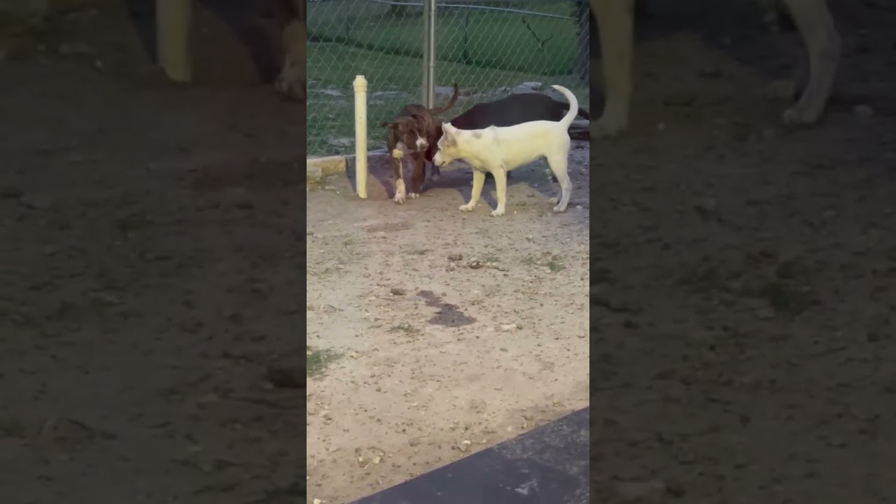Princess Fiona, a Adoptable mixed breed in Fredericksburg, VA video 4/4
